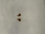 Gold Brown Earrings (PTE017G) - Image 2