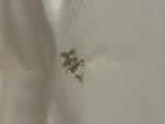 Silver Cubic Zirconia Bow Stud Earrings (PTE012S) - Image 2