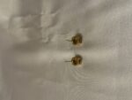 Gold With Black Onyx Stud Earrings  (PTE006BG) - Image 2