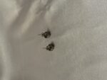 Silver Round Studd Earrings (PTE014S) - Image 3